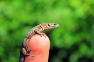 animals, Fingers, Reptiles