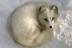 animals, Arctic, Fox