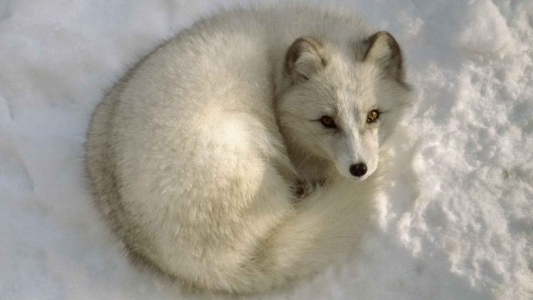 animals, Arctic, Fox HD Wallpaper Desktop Background