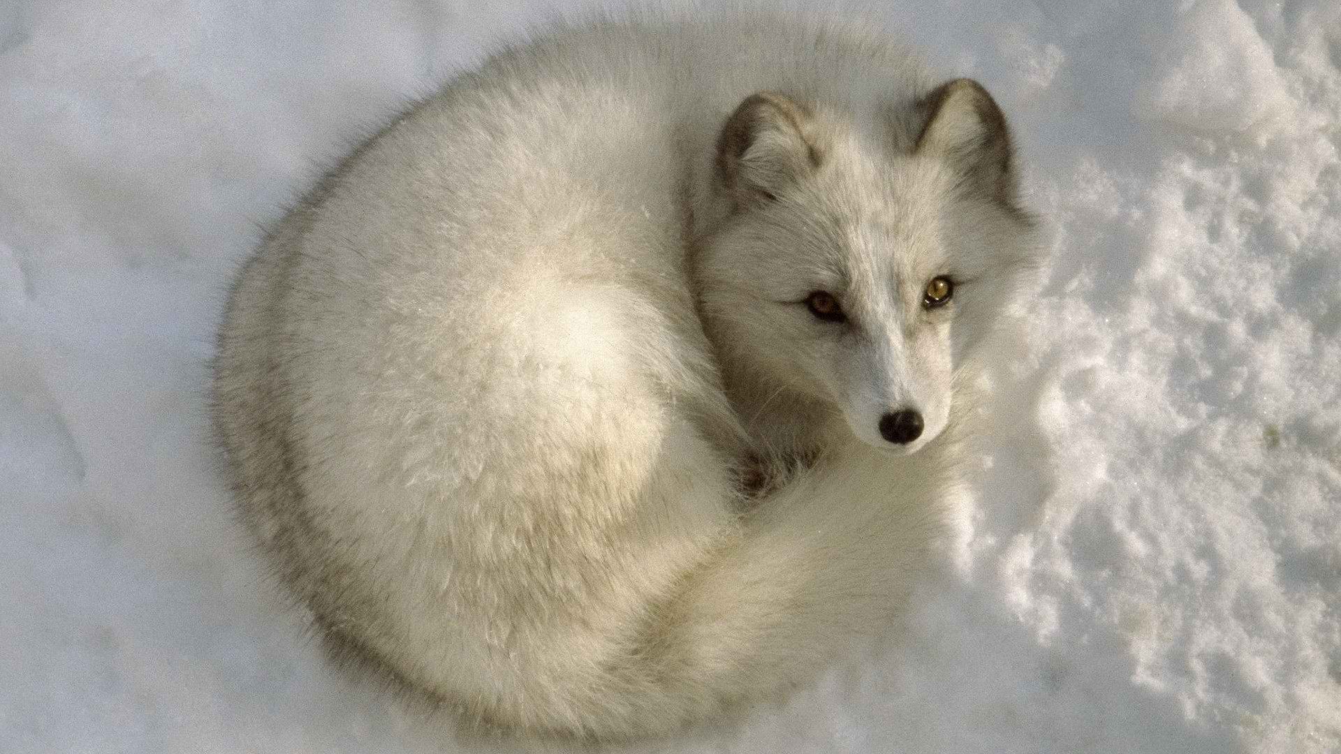 animals, Arctic, Fox Wallpapers HD / Desktop and Mobile ...