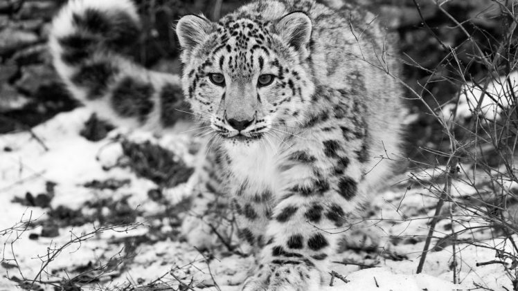 leopards HD Wallpaper Desktop Background