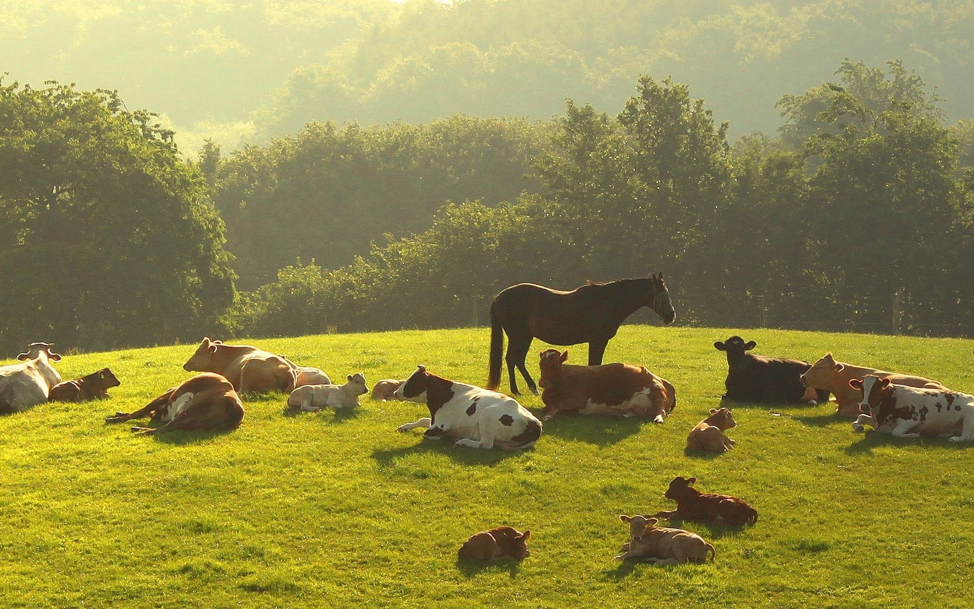 animals, Horses, Cows, Calf, Calves, Nature, Landscapes, Babies, Pasture, Fields, Grass, Trees, Haze, Sunlight, Hills, Scenic, Farm Wallpaper
