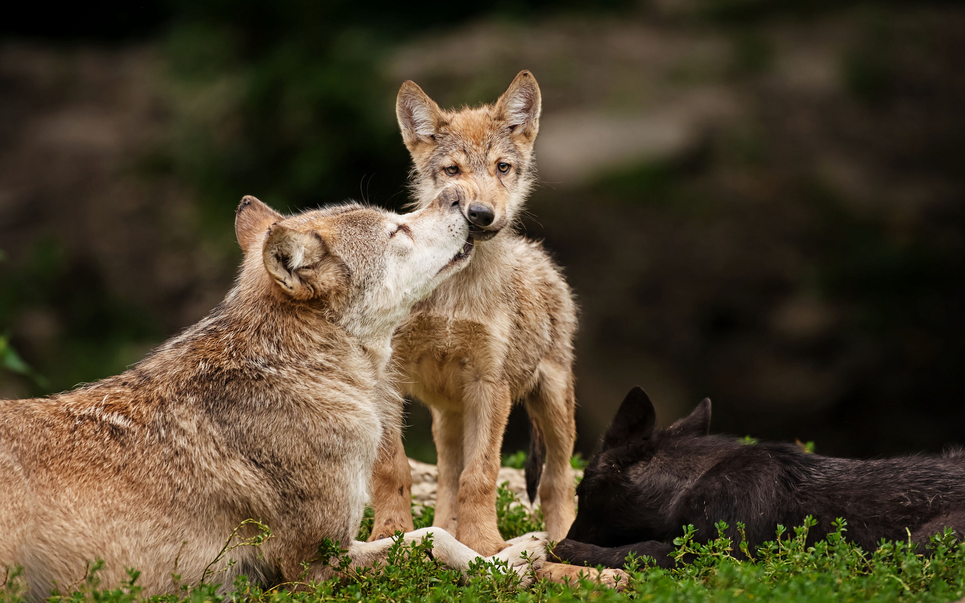 animals, Wolf, Wolves, Wildlife, Predators, Babies, Cubs, Mother, Mom, Love, Cute, Face, Eyes, Stare, Look, Fur, Whiskers Wallpaper