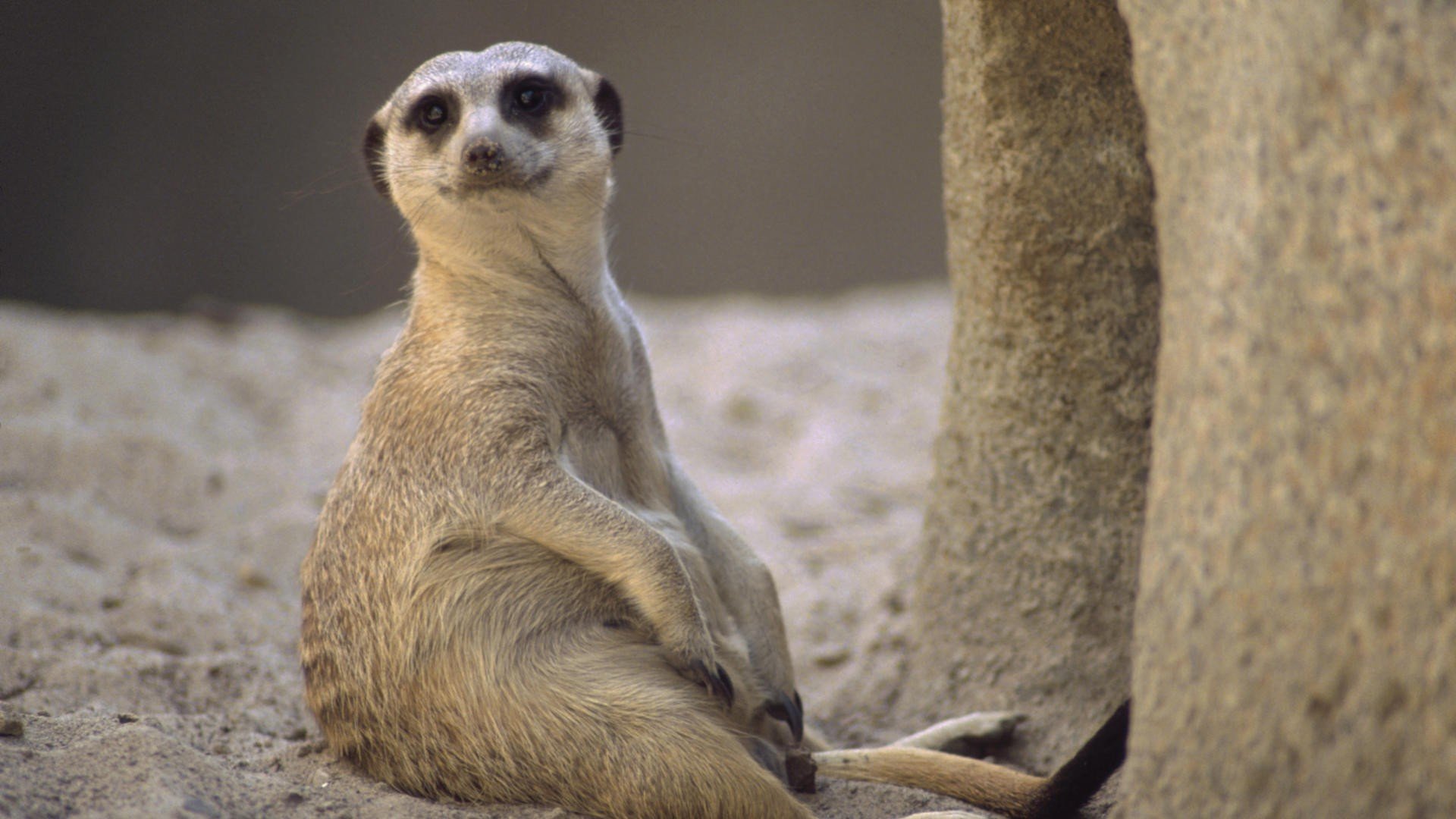 meerkats Wallpaper