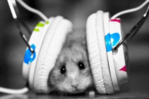 headphones, Music, Funny, Hamsters, Mice, Colors