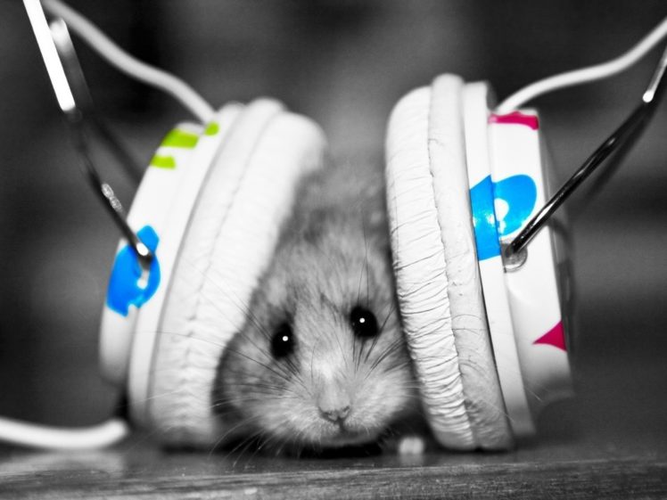 headphones, Music, Funny, Hamsters, Mice, Colors HD Wallpaper Desktop Background