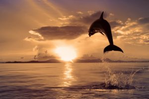 jumping, Dolphin