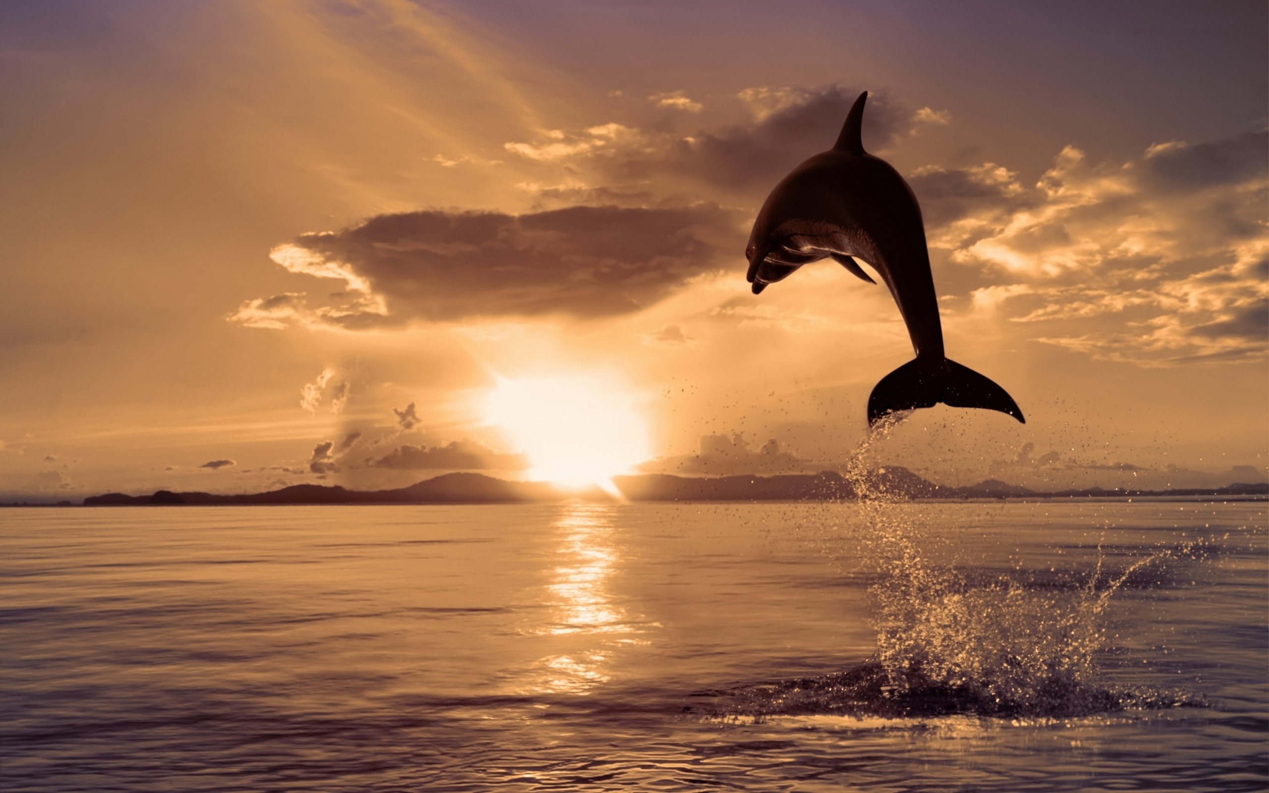 jumping, Dolphin Wallpaper