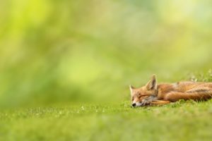 animals, Grass, Foxes