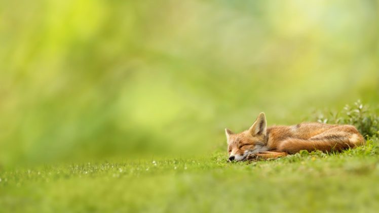 animals, Grass, Foxes HD Wallpaper Desktop Background