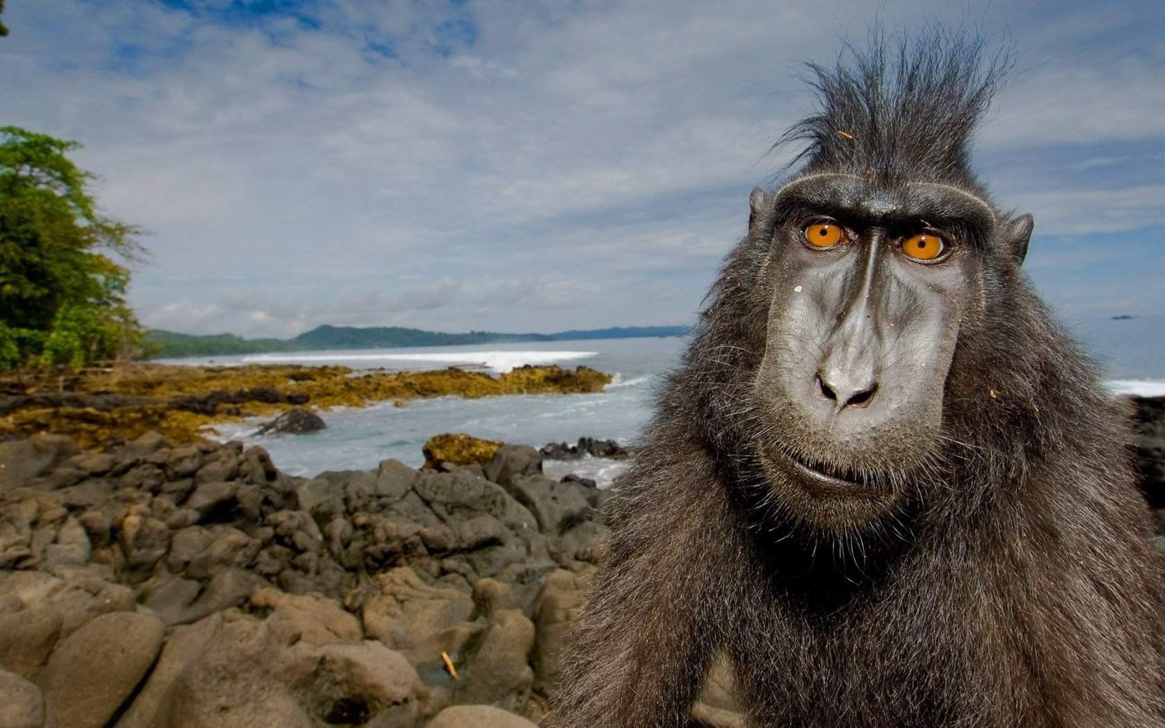 animals, Monkeys Wallpaper