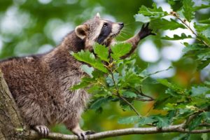animals, Raccoon, Mask, Fur, Whiskers, Trees, Leaves, Paw, Branch, Face, Eyes