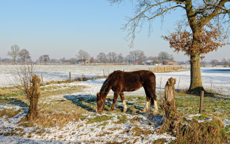 animals, Horses, Farm, Landscapes, Nature, Fields, Grass, Trees, Winter, Snow, Seasons HD Wallpaper Desktop Background