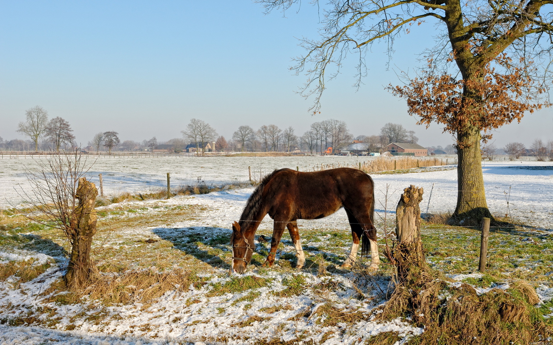 animals, Horses, Farm, Landscapes, Nature, Fields, Grass, Trees, Winter, Snow, Seasons Wallpaper