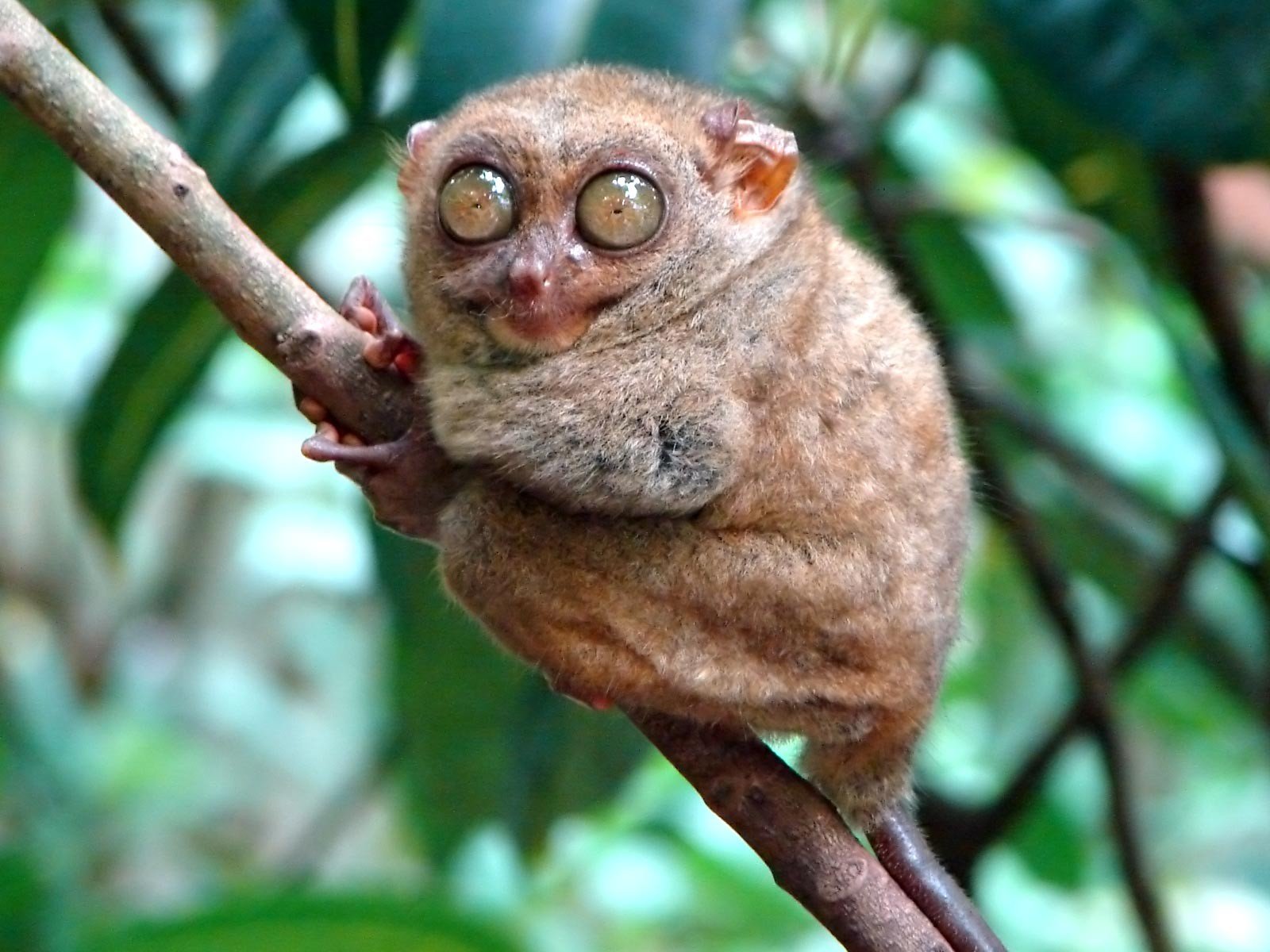 mammals, Tarsiers Wallpaper