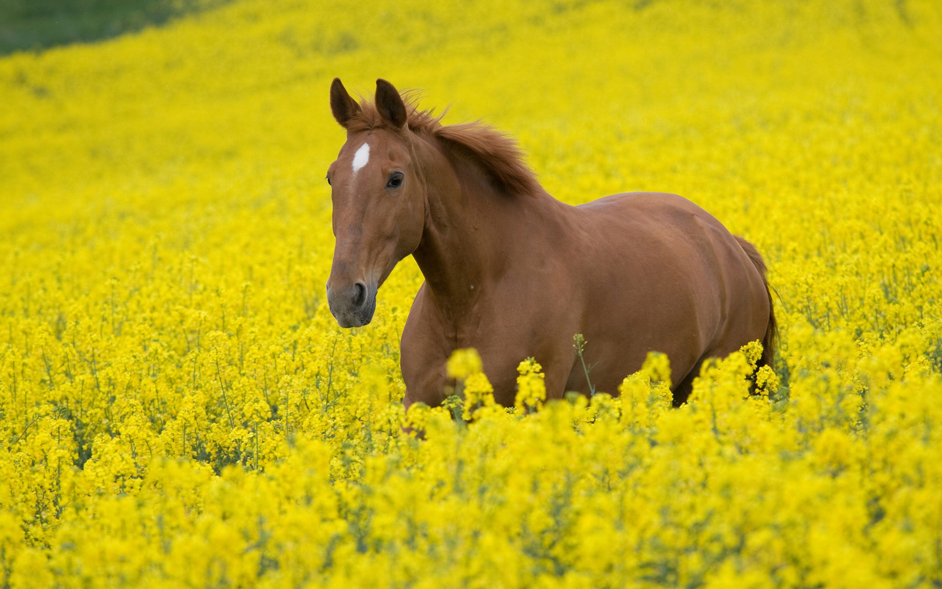 animals, Horses, Fur, Face, Eyes, Mane, Landscapes, Fields, Flowers, Grass, Yellow, Color, Bright Wallpaper
