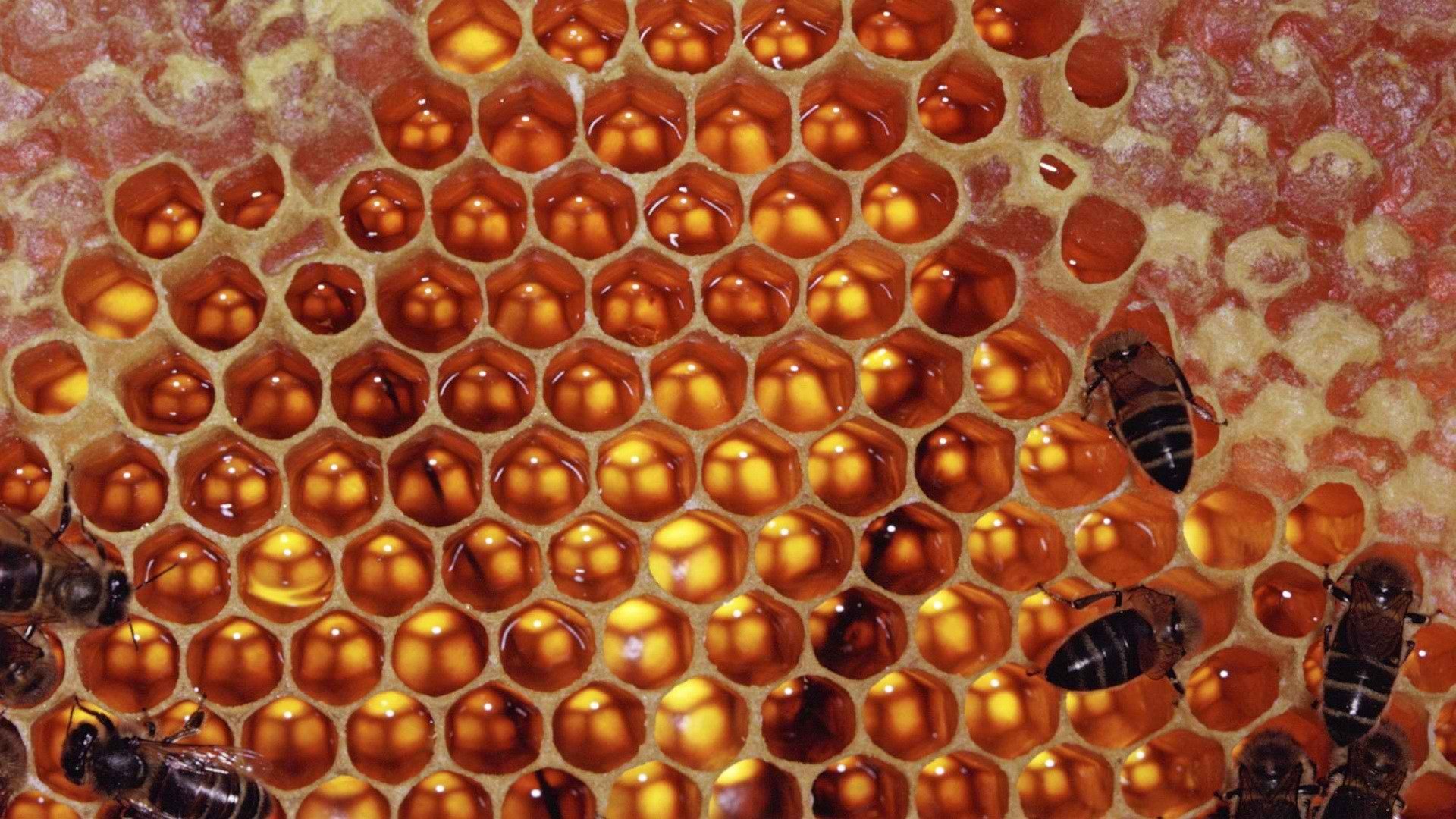 honeycomb Wallpaper