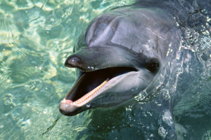 animals, Dolphins, Sealife, Pool, Aquarium, Water, Wet, Moth, Jaw, Teeth, Face, Eyes