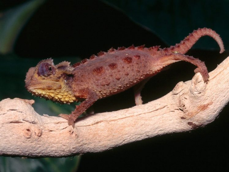 chameleons, Reptiles HD Wallpaper Desktop Background