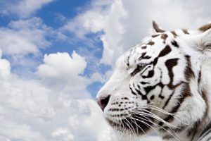 white, Animals, Tigers