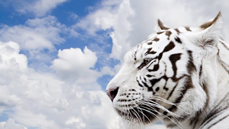 white, Animals, Tigers HD Wallpaper Desktop Background