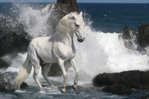 animals, Horses, Mane, White, Bright, Majestic, Motion, Beaches, Nature, Ocean, Sea, Water, Waves, Drops, Splash, Rocks, Shore