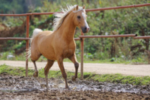 animals, Horses, Gallop, Run, Motion, Fence, Farm, Mud, Corral, Roads, Look, Stare, Face, Eyes