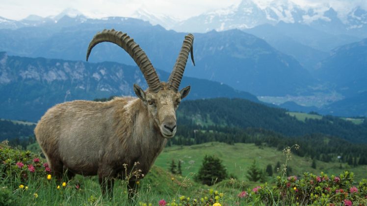 nature, Animals, Alps, Ibex HD Wallpaper Desktop Background