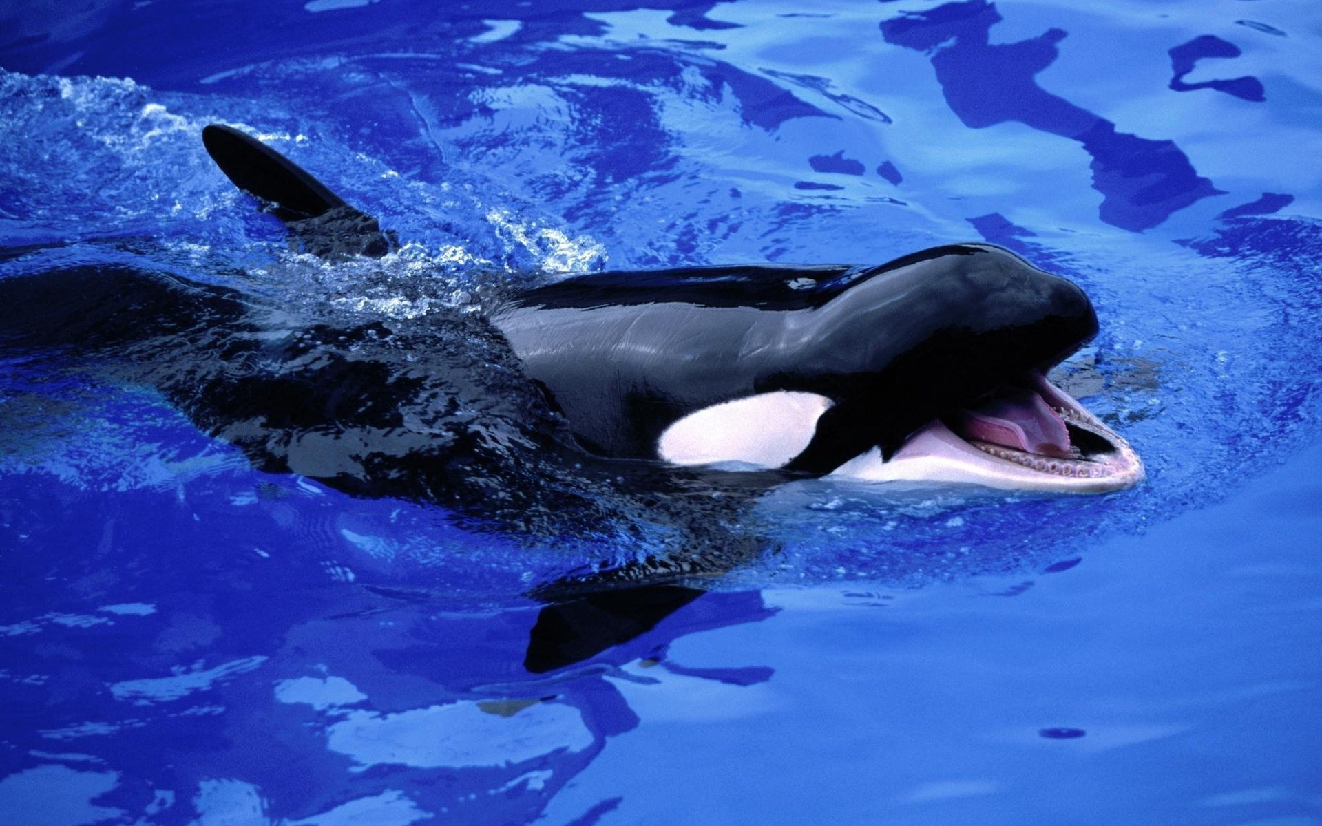 animals, Killer, Whales, Pool, Smile, Expression, Contrast, Black, White, Fins, Teeth, Water, Ripples, Splash, Bubbles, Sea, Life Wallpaper