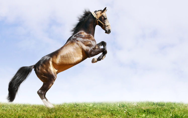 animals, Horses, Grass, Motion, Sky, Clouds HD Wallpaper Desktop Background