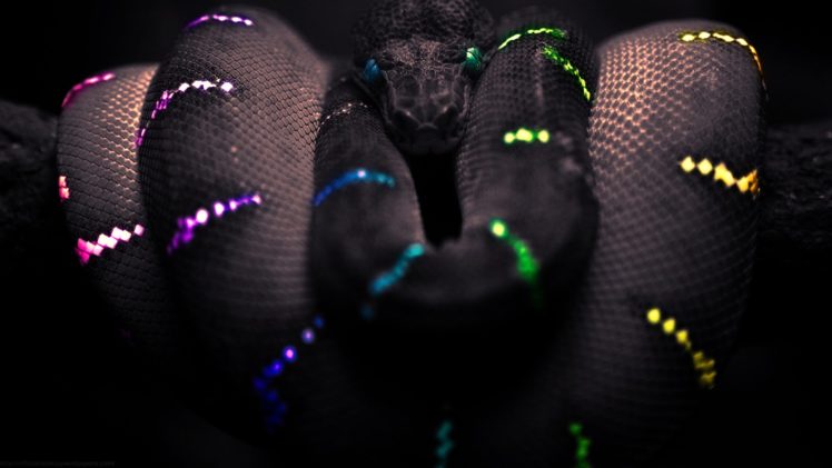 snakes, Colors HD Wallpaper Desktop Background