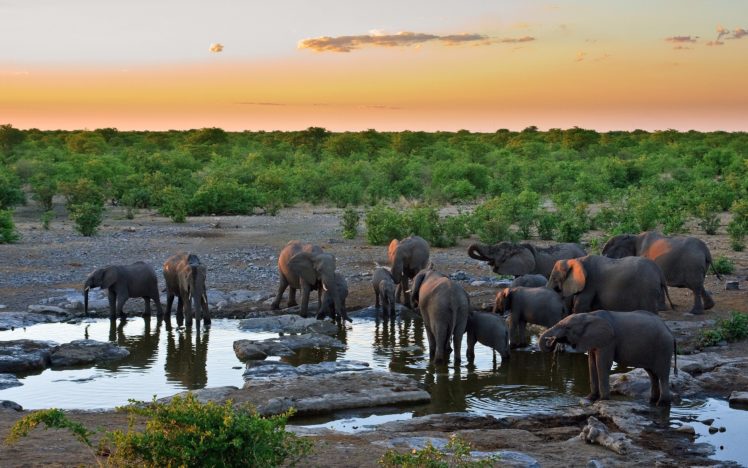 water, Elephants, Africa, Drinks, Mammals, Baby, Elephant, Baby, Animals HD Wallpaper Desktop Background