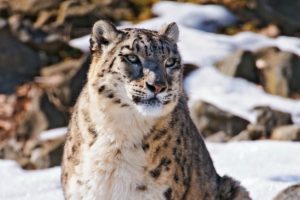 animals, Snow, Leopards