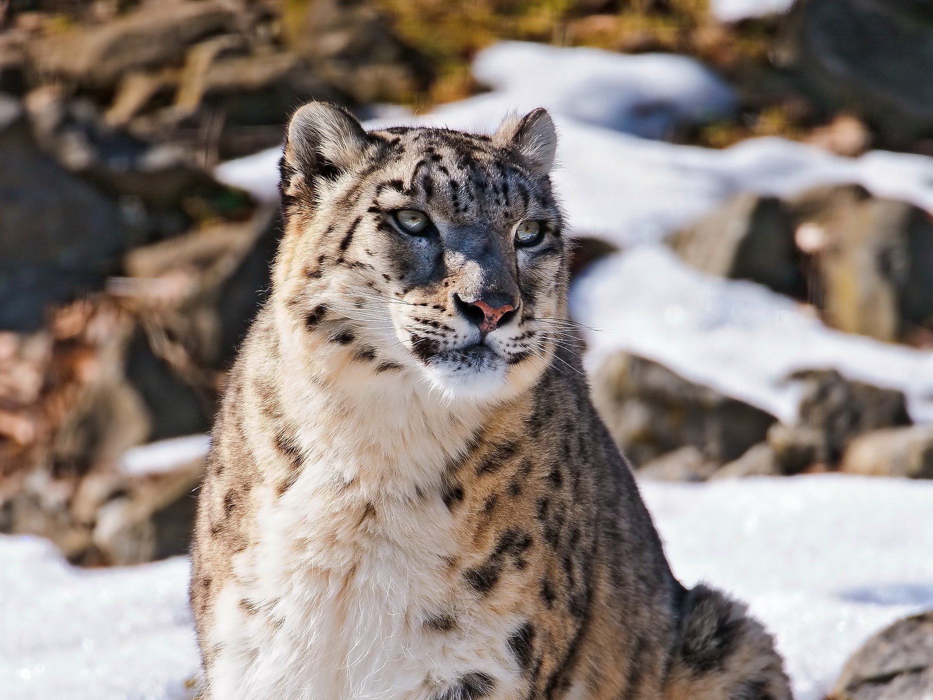 pdfpen snow leopard