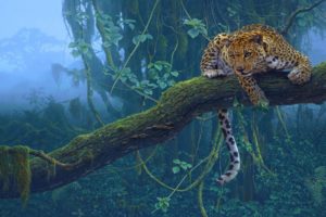 nature, Trees, Jungle, Animals, Leopards