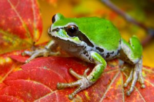 leaf, Animals, Frogs, Amphibians