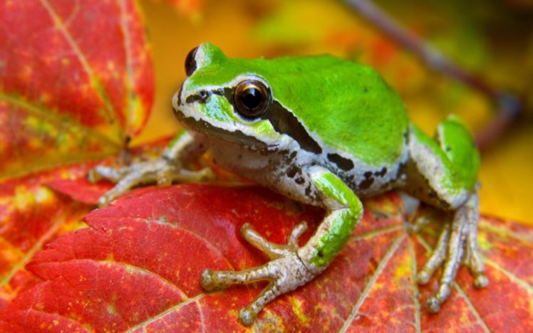 leaf, Animals, Frogs, Amphibians HD Wallpaper Desktop Background