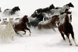 snow, Animals, Horses