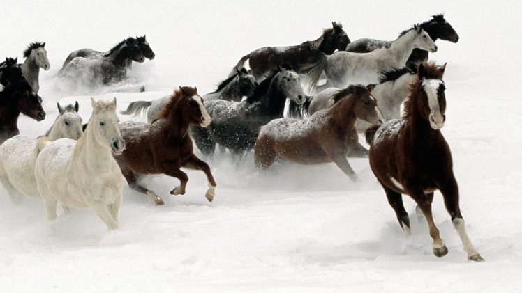 snow, Animals, Horses HD Wallpaper Desktop Background