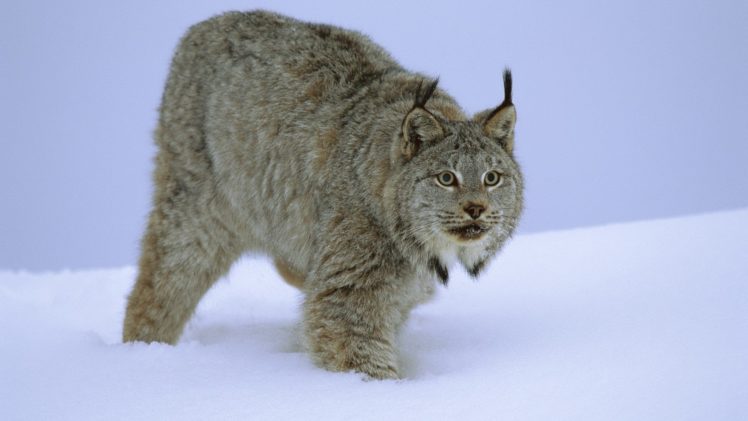 lynx, Canada, Idaho HD Wallpaper Desktop Background