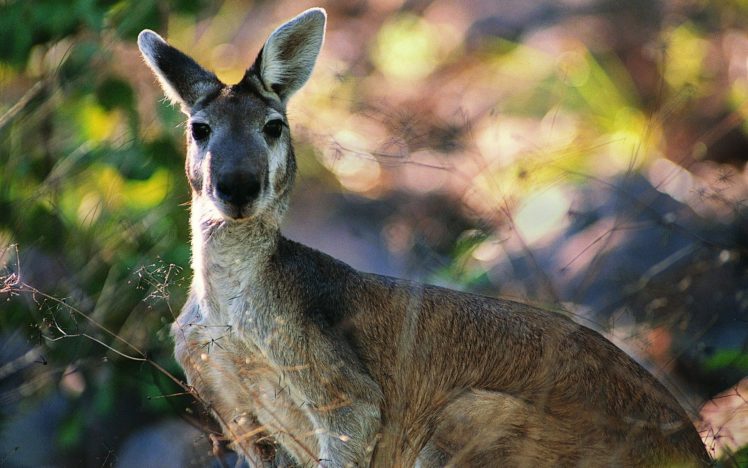 animals, Kangaroos HD Wallpaper Desktop Background