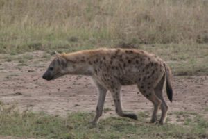 nature, Animals, Hyenas, Spotted, Hyena