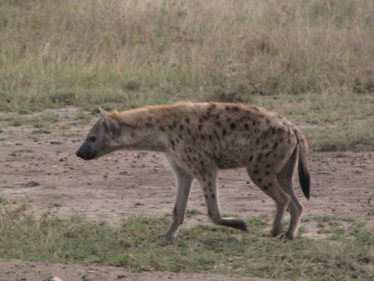 nature, Animals, Hyenas, Spotted, Hyena HD Wallpaper Desktop Background