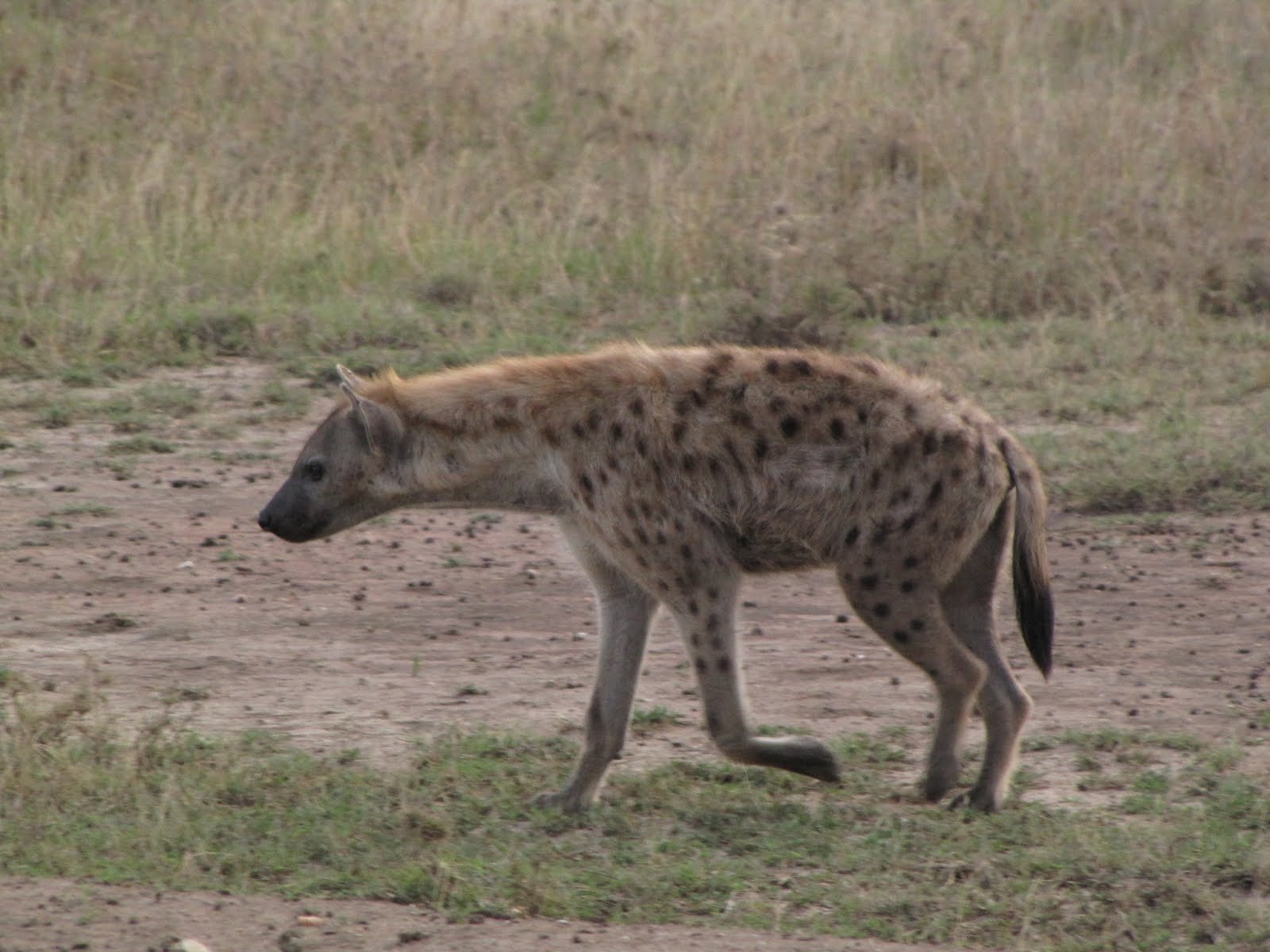 nature, Animals, Hyenas, Spotted, Hyena Wallpaper