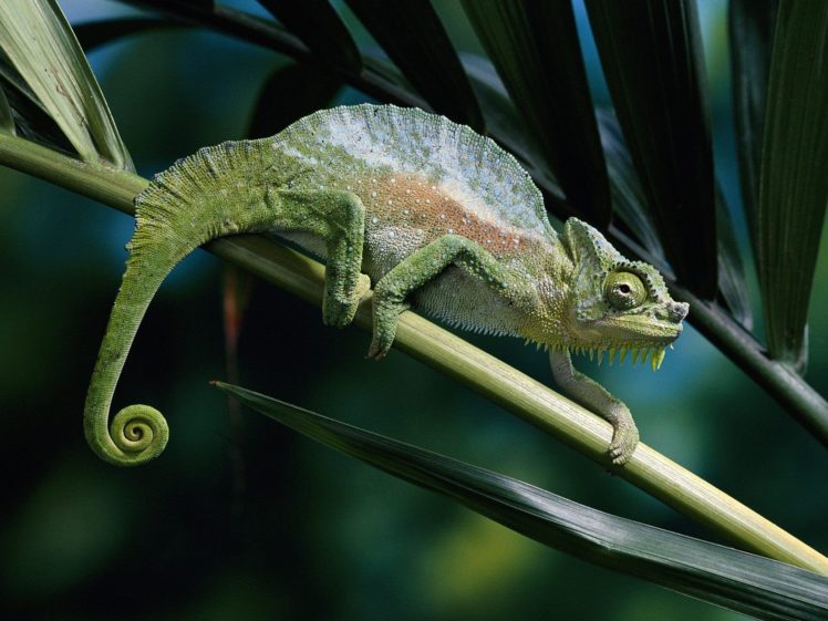 nature, Leaves, Chameleons, Reptiles HD Wallpaper Desktop Background