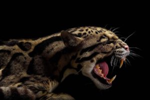 animals, Teeth, Black, Background, Clouded, Leopards