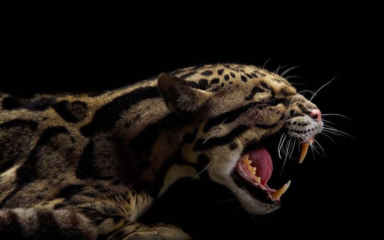 animals, Teeth, Black, Background, Clouded, Leopards HD Wallpaper Desktop Background