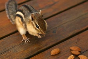 animals, Nuts, Backyard, Chipmunks