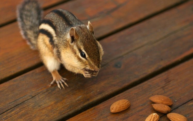 animals, Nuts, Backyard, Chipmunks HD Wallpaper Desktop Background