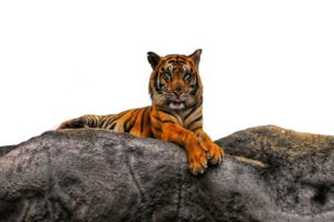 animals, Tigers, Majestic, Photo, Manipulation